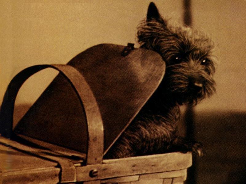 A cadelinha que fez Totó em O Mágico de Oz ganhou mais do que os outros atores – Foto: Reprodução